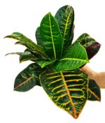 Croton con maceta decorativa con paquete decorativo