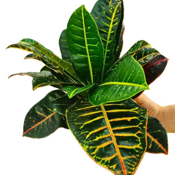 Croton con maceta decorativa con paquete decorativo