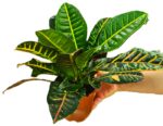 Croton con maceta decorativa con paquete decorativo - Imagen 3