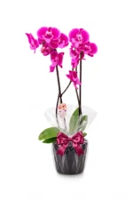 Flores Orquídea