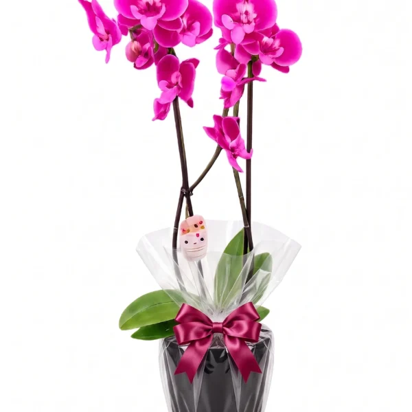 Flores Orquídea