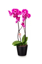 Flores Orquídea - Imagen 2